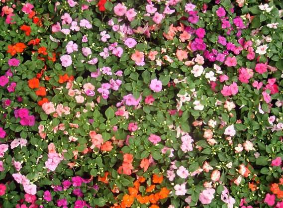 FlowerBeds0009 - Free Background Texture - flower flowers plant plants